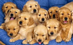 Image result for image cute puppies